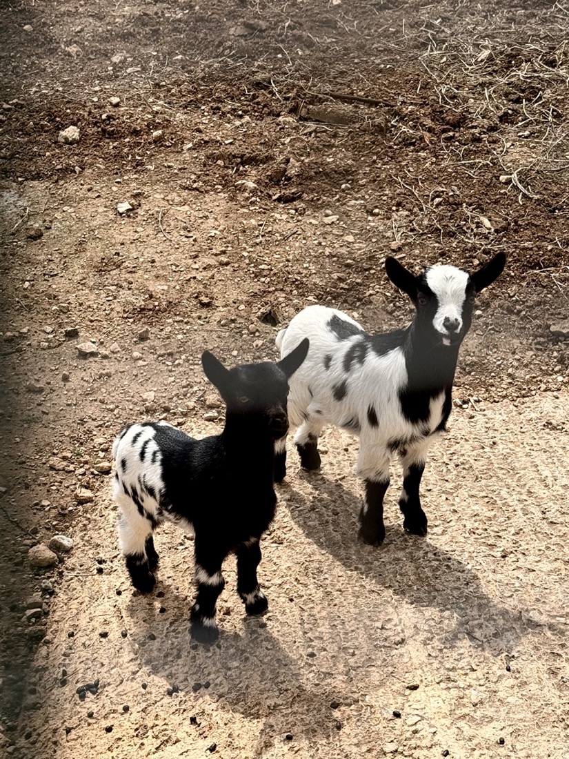 the neighbours